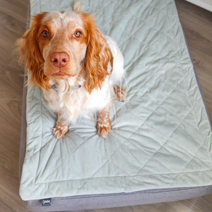 Topology Dog Bed with Quilted Topper