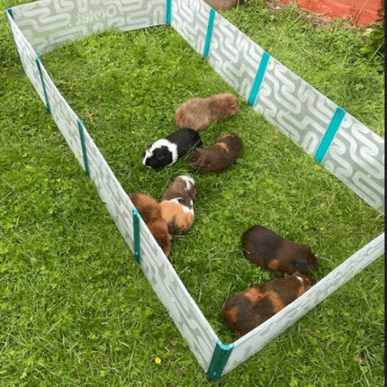 Guinea pigs out enjoying the grass.