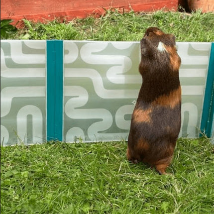 Guinea pig in the Pop-up playpen