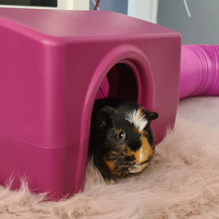 A Guinea Pig Shelter from Zippi is the perfect, enriching accessory for your pets playtime