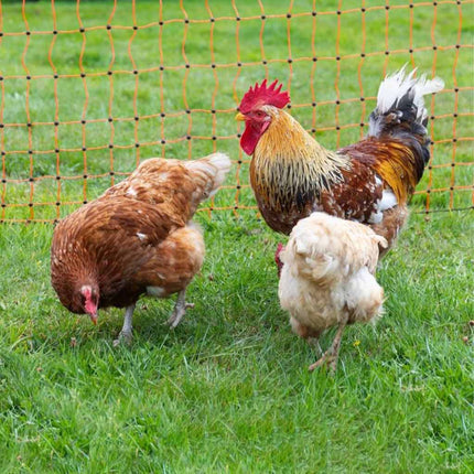 Chicken Fencing 50m | Electric
