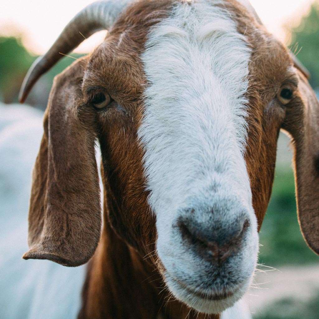 App-boer-goat-2.jpg__PID:fd297a99-8919-4a7e-8982-8f1ec2464773