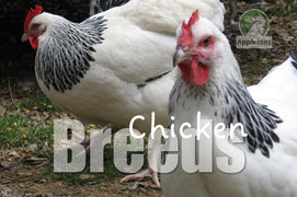 Guide | Chicken Breeds