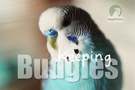 Guide | Keeping Budgies