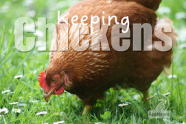 Guide | Keeping Chickens