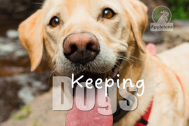 Guide | Keeping Dogs