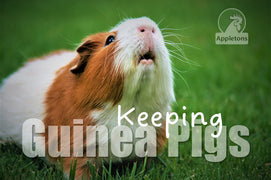 Guide | Keeping Guinea Pigs