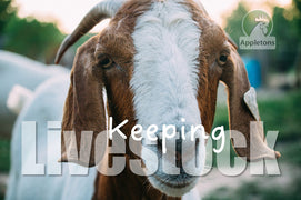 Guide | Keeping Livestock