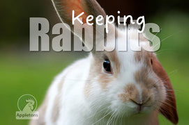Guide | Keeping Rabbits