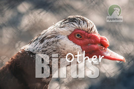 Guide | Other Birds