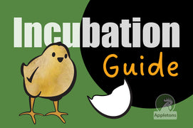 Appletons Guide | Incubation