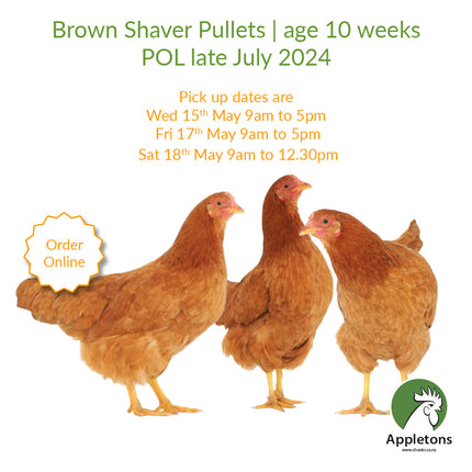 May 2024 Pullets | Brown Shavers | 10 Weeks of Age | Pick Up Only