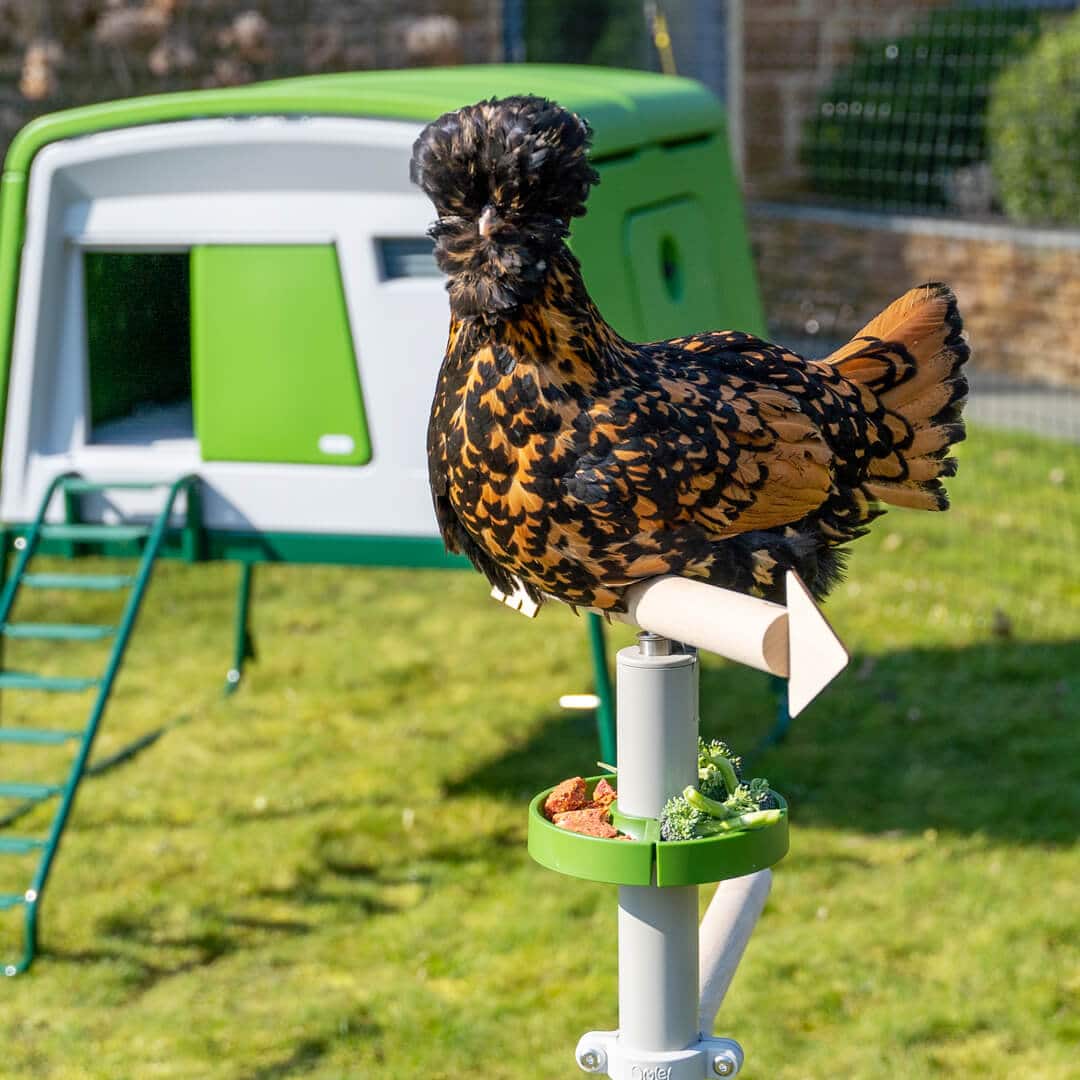 Hen Perching Hen Adventure Kit | Freestanding Chicken Perch