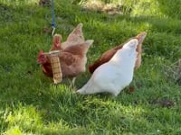 Bok bar chicken treat feeding set