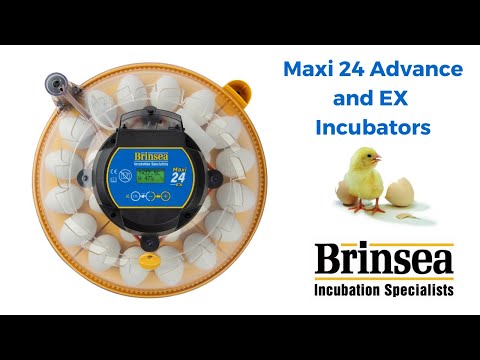 New Maxi 24 EX Incubator | Brinsea