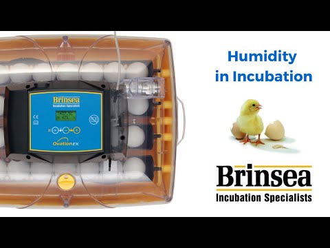 Mini II ECO Incubator | Brinsea