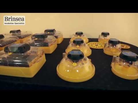 Mini II EX Incubator | Brinsea