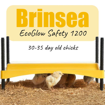 Brinsea ecoglow safety 1200 chick brooder with chicks