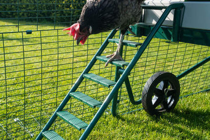 chicken walks down ladder with ladder grips Omlet eglu coop